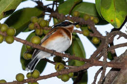 صورة Batis capensis (Linnaeus 1766)