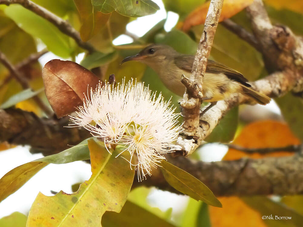 Image of Bates's Sunbird