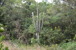 Image of Pilosocereus leucocephalus (Poselg.) Byles & G. D. Rowley