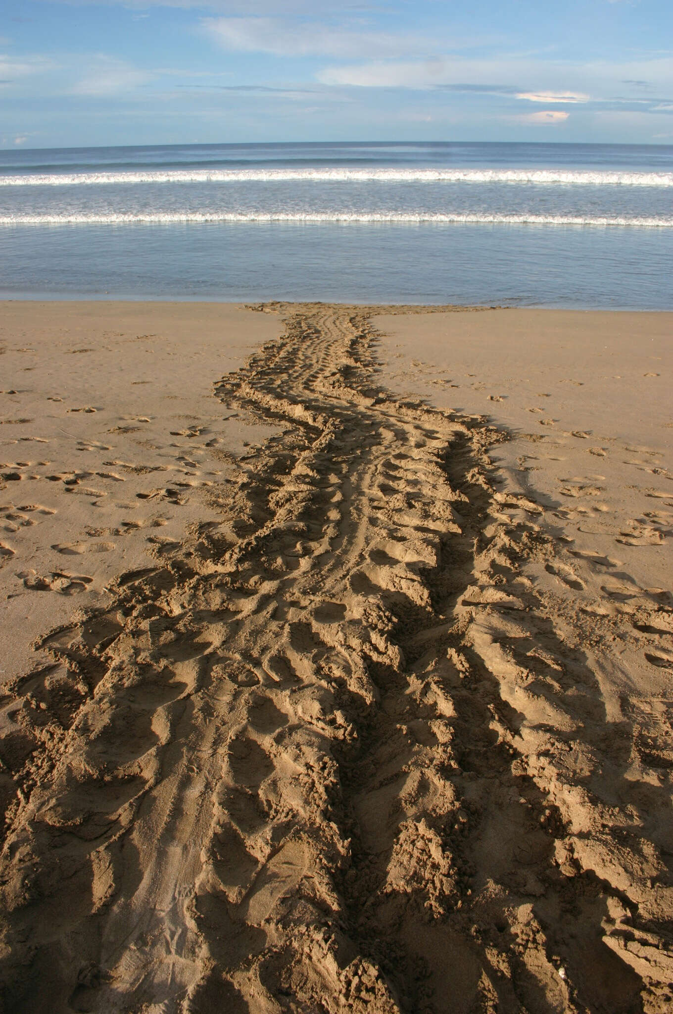 Image of Leatherback sea turtle