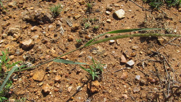 539.uhuru sks14 039 enneapogon cenchroides 1410201642 jpg.580x360