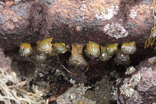 صورة Anthopleura elegantissima (Brandt 1835)