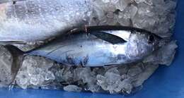 Image of Albacore