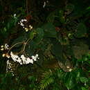 Image of Begonia scharffii Hook. fil.