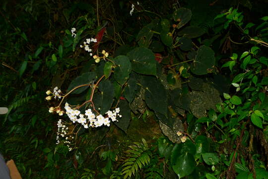 Imagem de Begonia scharffii Hook. fil.