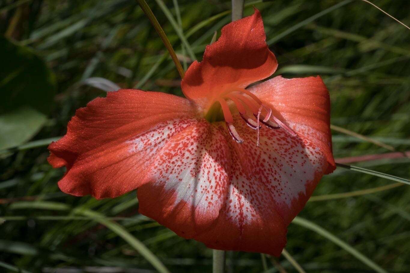 Imagem de Gladiolus saundersii Hook. fil.