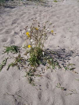 Plancia ëd Sonchus arvensis L.