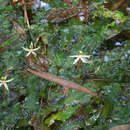 Barclaya longifolia Wall. resmi