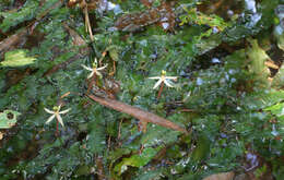 Image de Barclaya longifolia Wall.