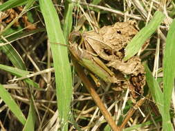 Image of Coryacris angustipennis (Bruner & L. 1900)