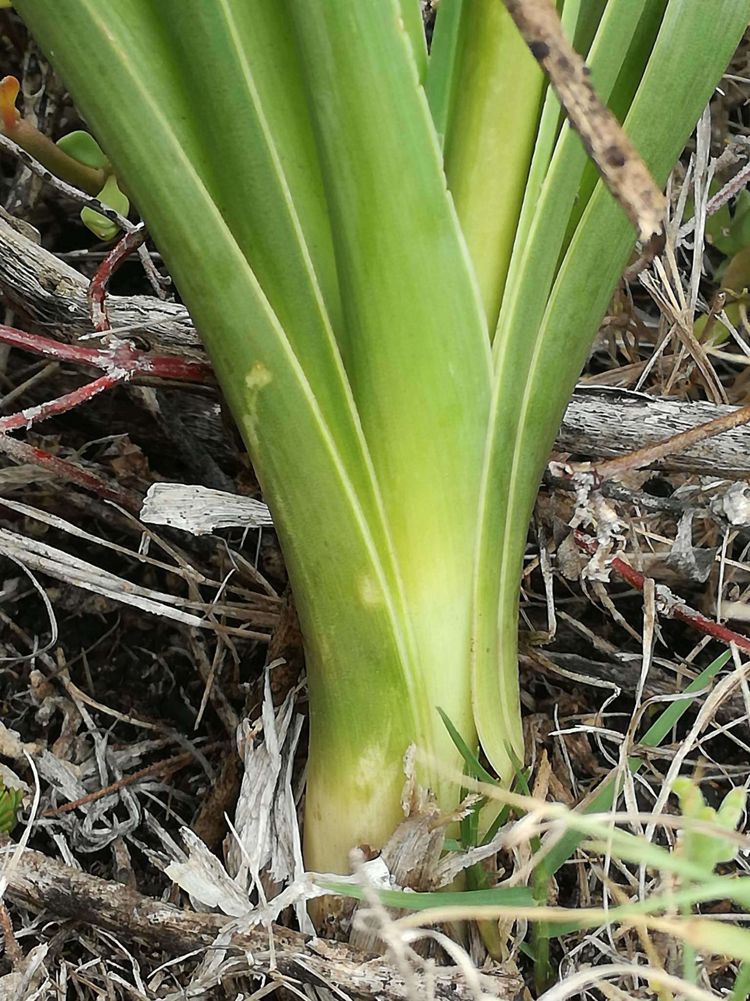 Image of Albuca fastigiata Dryand.