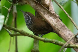 Image of Stripe-breasted Wren