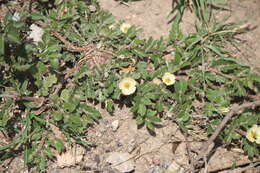 Image of Kallstroemia rosei Rydb.