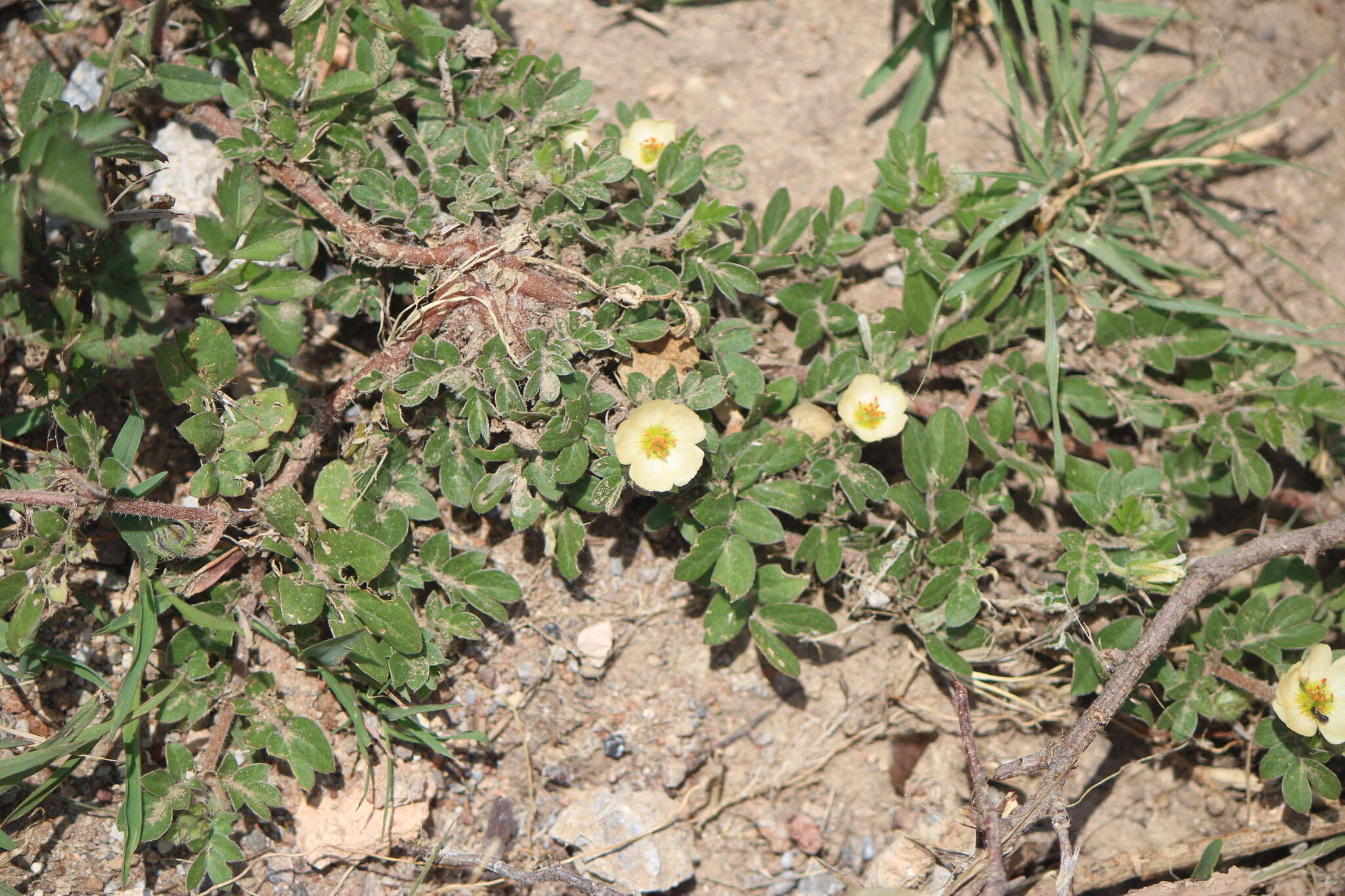 Image of Kallstroemia rosei Rydb.