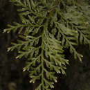 Image of Hymenophyllum fuciforme Sw.
