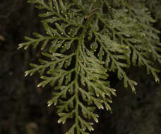 Image of Hymenophyllum fuciforme Sw.