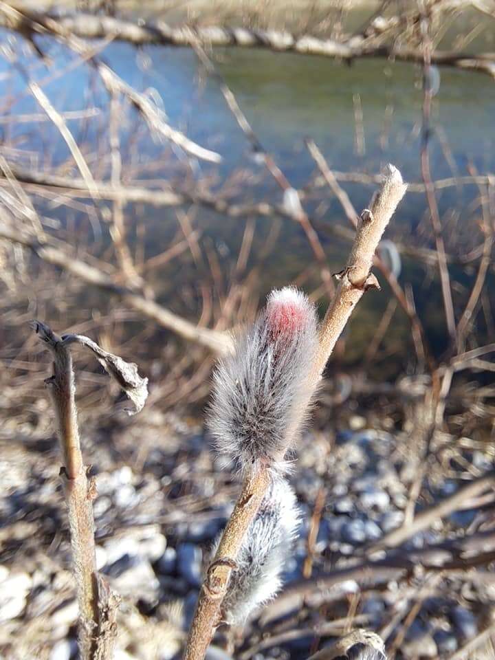 Image of rose-gold pussy willow