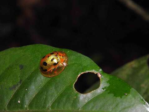 Image of Coptocycla (Coptocycla) undecimpunctata (Fabricius 1781)