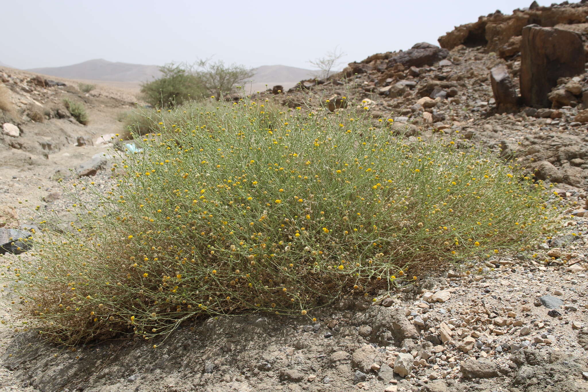 Image of Pulicaria undulata (L.) C. A. Mey.