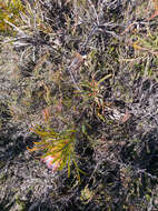 Image of Bashful protea