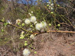 Image of Mimosa farinosa Griseb.