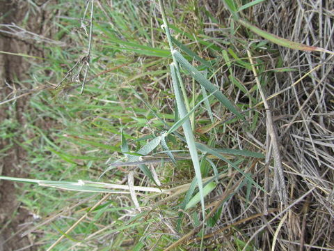 Image of <i>Ischaemum afrum</i> (J. F. Gmel.) Dandy