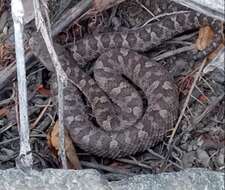 Imagem de Bothrops pictus (Tschudi 1845)