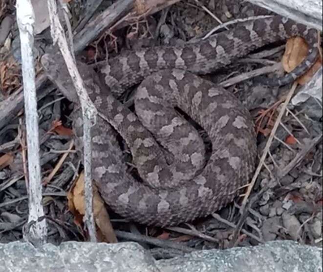 Imagem de Bothrops pictus (Tschudi 1845)