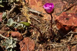 صورة Anacampseros lanceolata subsp. nebrownii (Poelln.) M. Gerbaulet