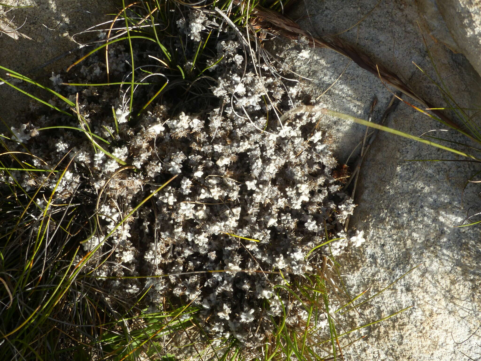 Imagem de Helichrysum saxicola O. M. Hilliard