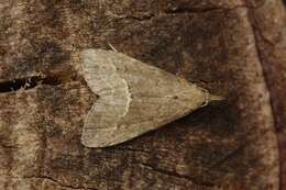 Image of White-line snout moth