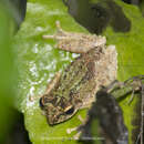 Image of Boulenger's frilled tree frog