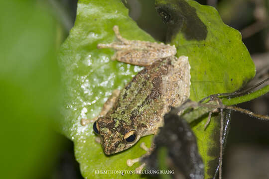 Plancia ëd Kurixalus verrucosus (Boulenger 1893)