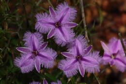 Image of Thysanotus fastigiatus Brittan