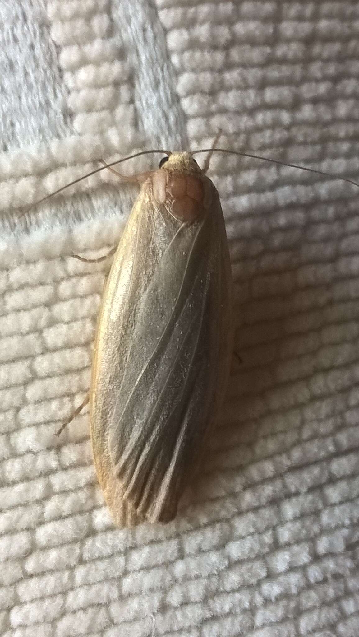 Image of dingy footman