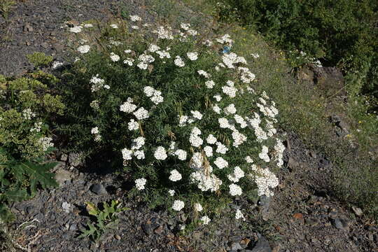 Image of Achillea ptarmicifolia (Willd.) Rupr. ex Heimerl