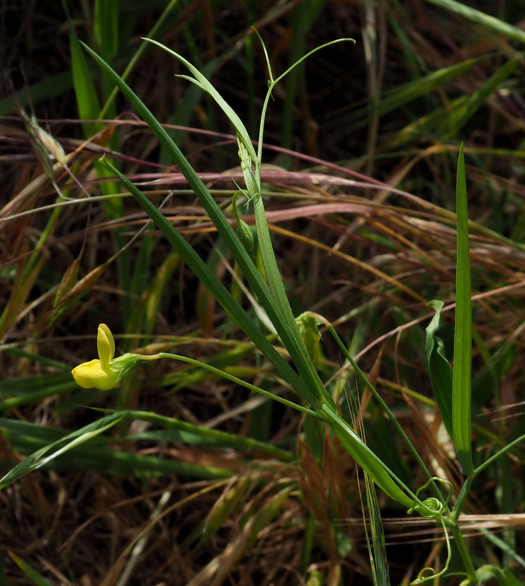 Imagem de Lathyrus annuus L.