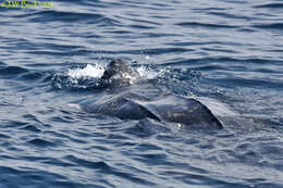 Image of Leatherback sea turtle