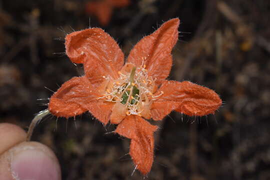 Image of Caiophora cirsiifolia C. Presl