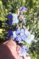 Image of Heliophila linearis var. linearis