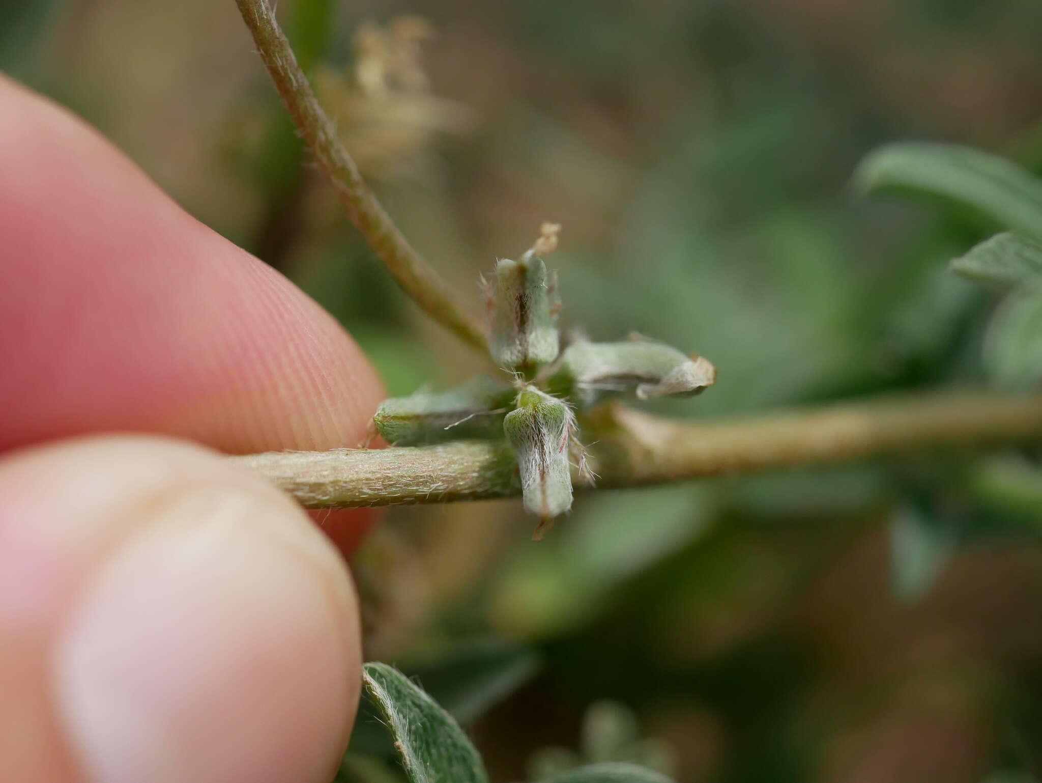 Imagem de Astragalus tribuloides Delile