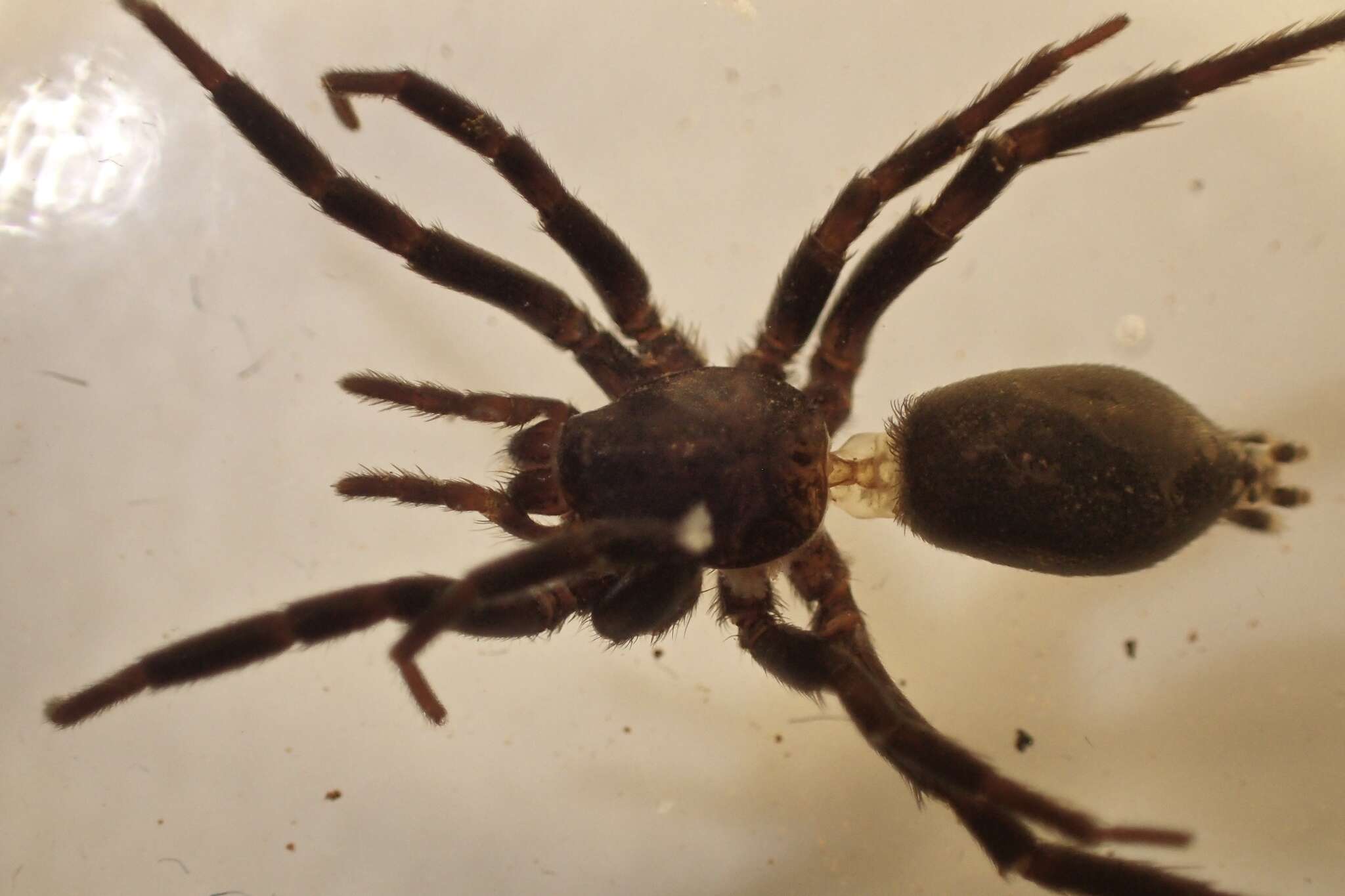 Drassyllus praeficus (L. Koch 1866) resmi