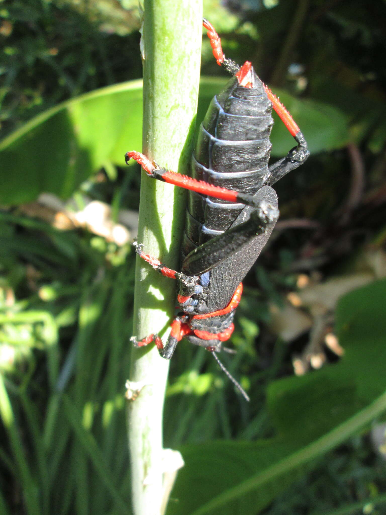 Plancia ëd Dictyophorus (Dictyophorus) spumans (Thunberg 1787)