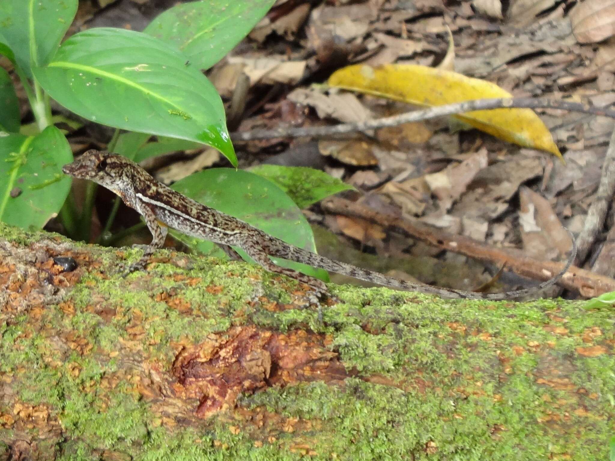 Sivun Anolis polylepis Peters 1874 kuva