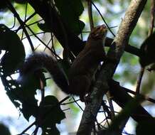 Image of Thomas's rope squirrel