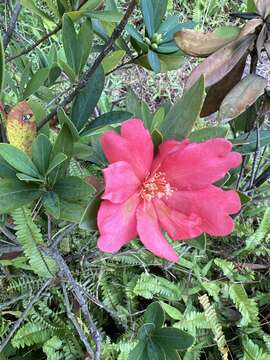 Image of Camellia azalea C. F. Wei