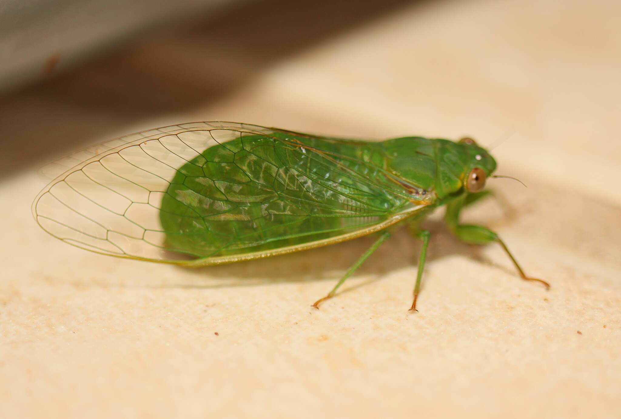 Sivun Chlorocysta vitripennis (Westwood 1851) kuva