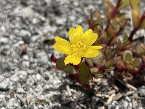 Image of native yellow purslane