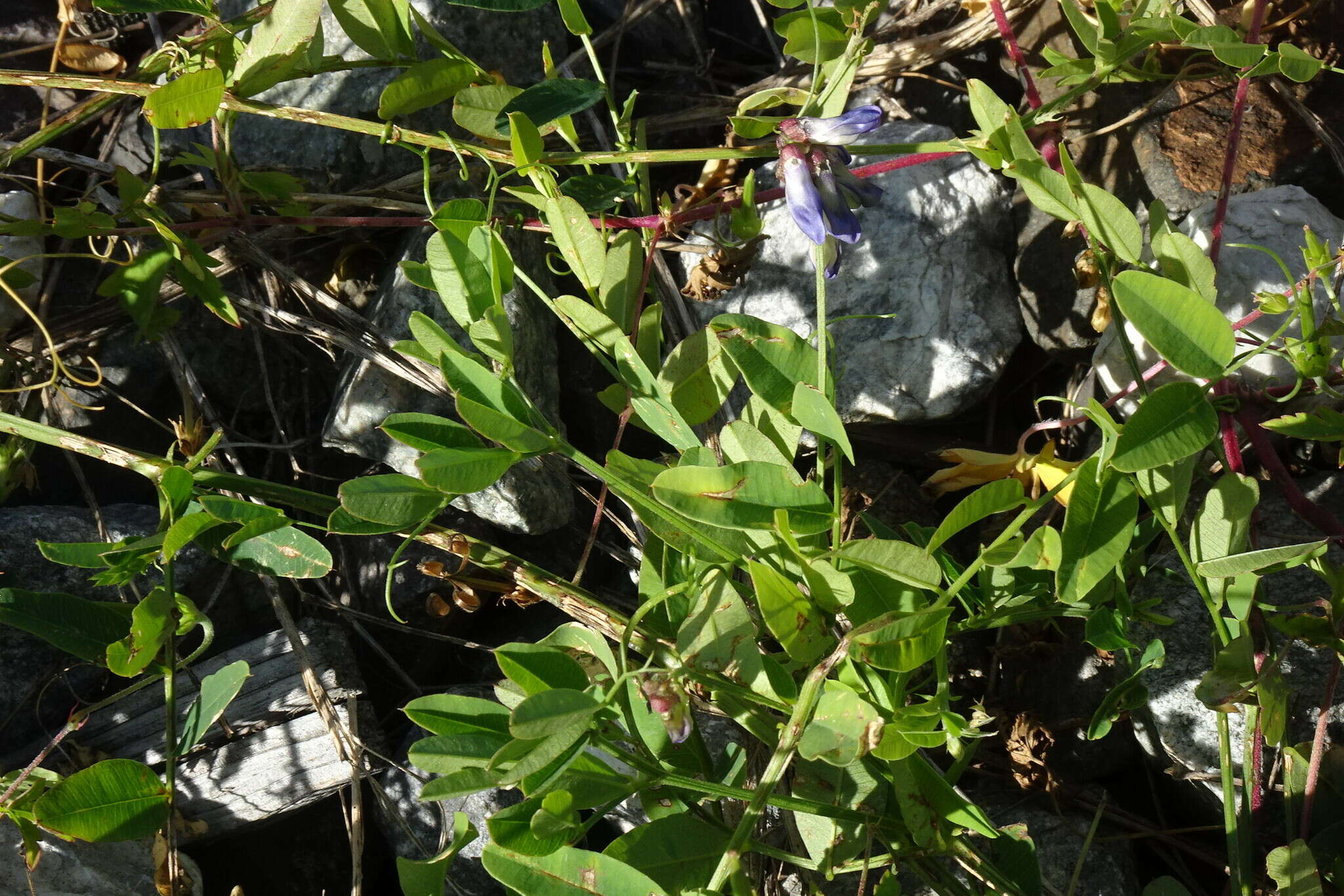 Image of Vicia amurensis Oett.