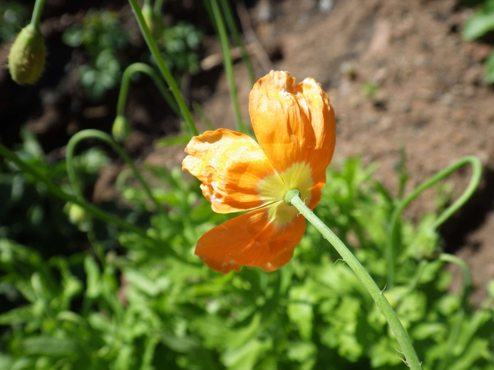 Image of western poppy